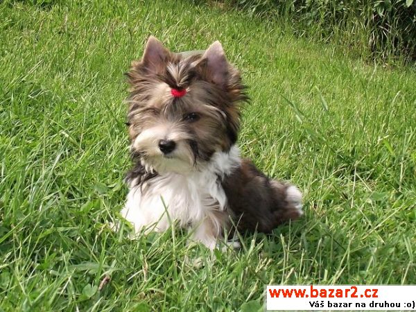 Yorkshire terrier / biro carrie