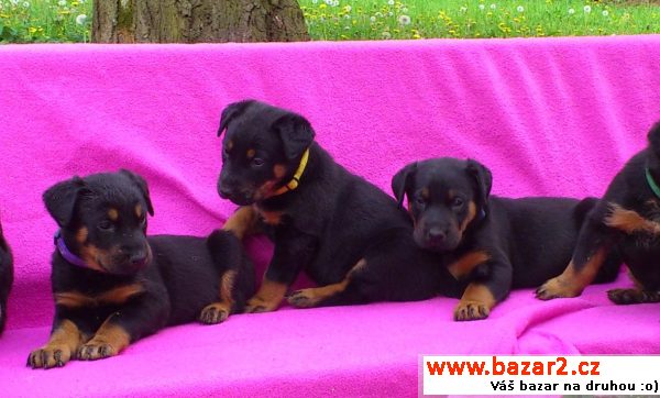 Beauceron - štěňátka