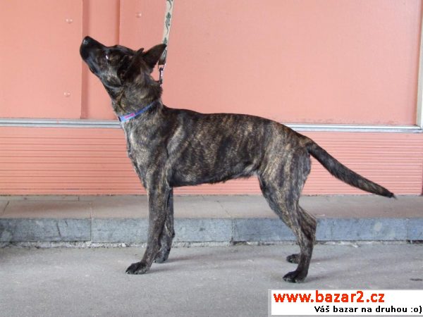 Maya - žíhaná kráska, pouze 13 kilo