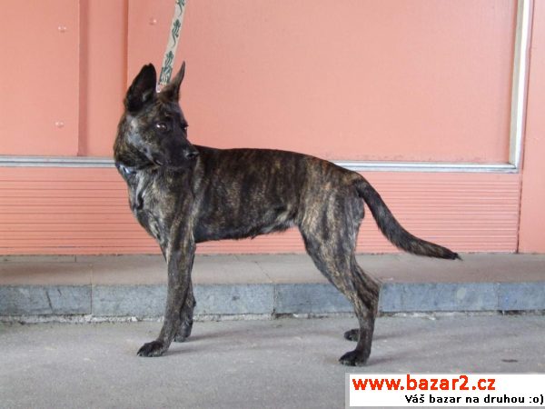 Maya - žíhaná kráska, pouze 13 kilo