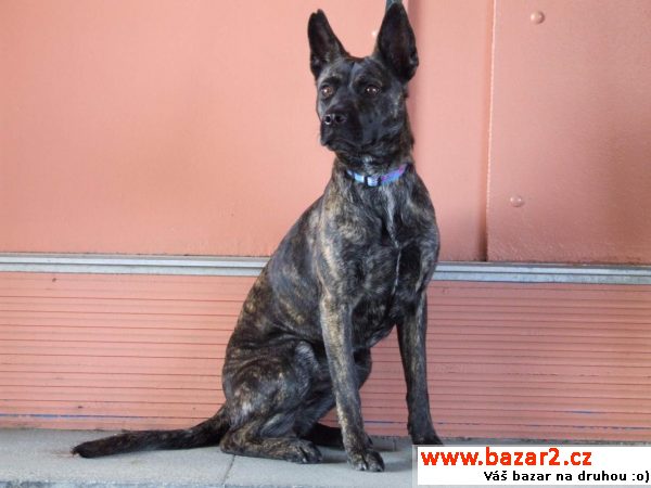Maya - žíhaná kráska, pouze 13 kilo