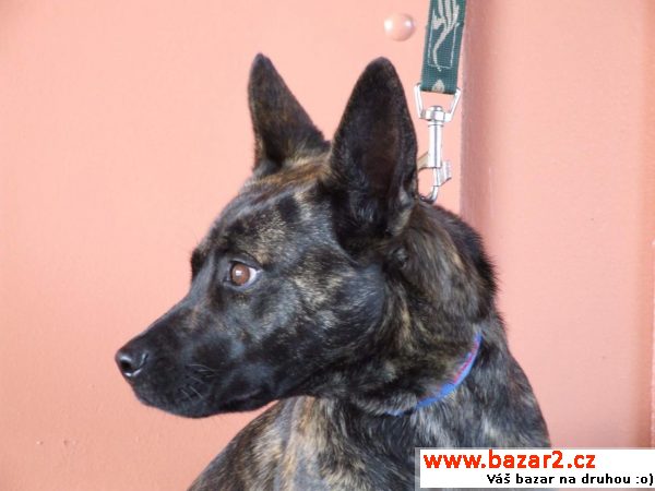 Maya - žíhaná kráska, pouze 13 kilo