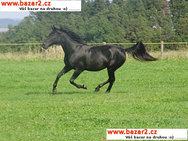 ustájení koní