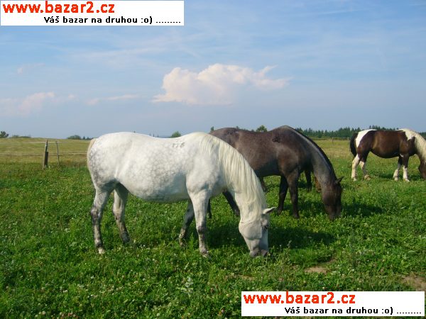 ustájení koní