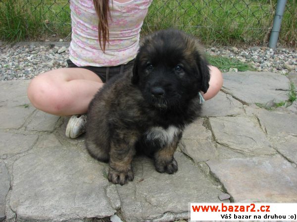 Leonberger FCI