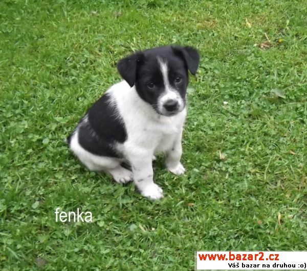 Štěňátka - fenka a pejsek