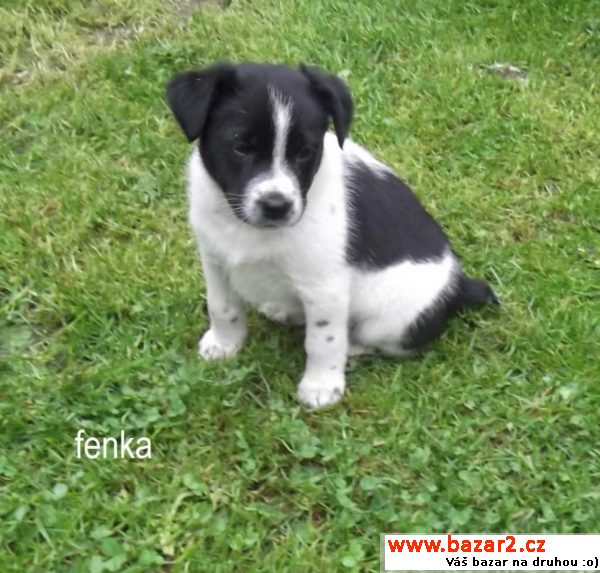 Štěňátka - fenka a pejsek