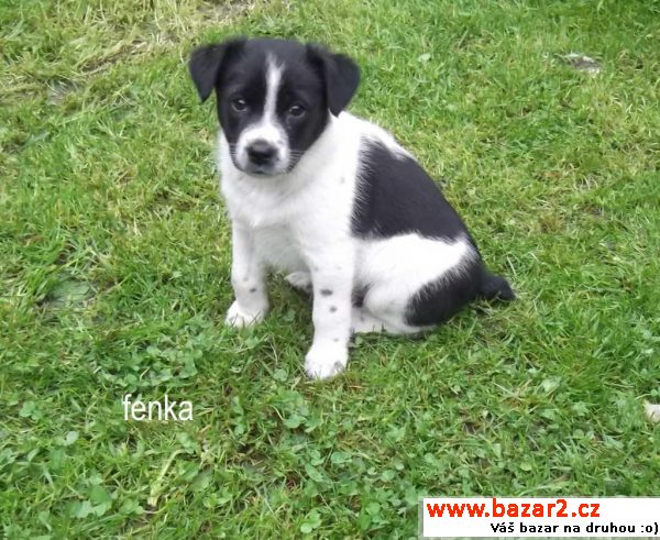 Štěňátka - fenka a pejsek