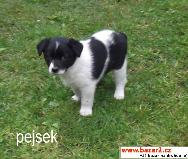 Štěňátka - fenka a pejsek