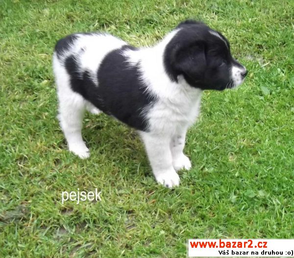 Štěňátka - fenka a pejsek