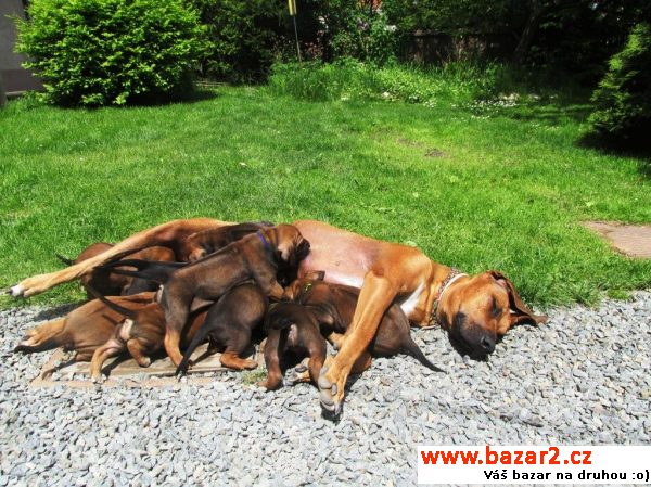 Štěňata Rhodeský ridgeback 