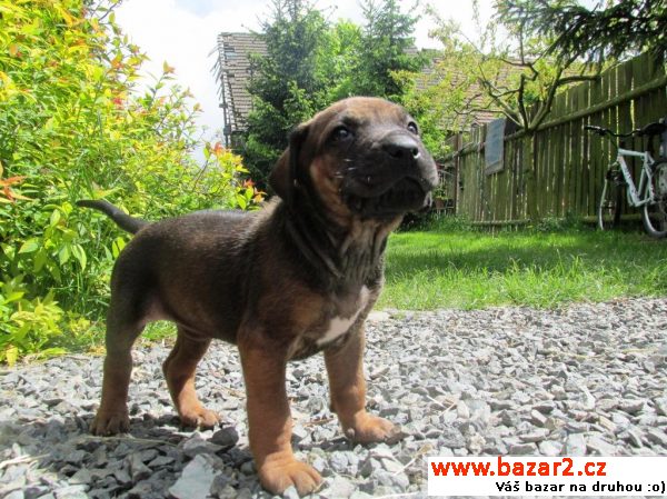 Štěňata Rhodeský ridgeback 