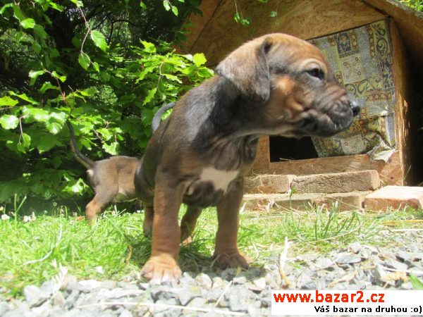 Štěňata Rhodeský ridgeback 