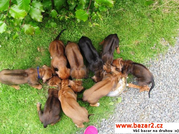 Štěňata Rhodeský ridgeback 