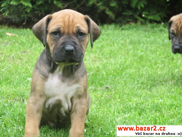 Štěňata Rhodeský ridgeback 