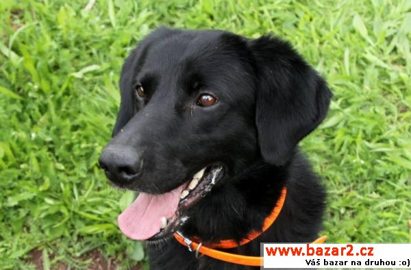 Max - kříženec labradora