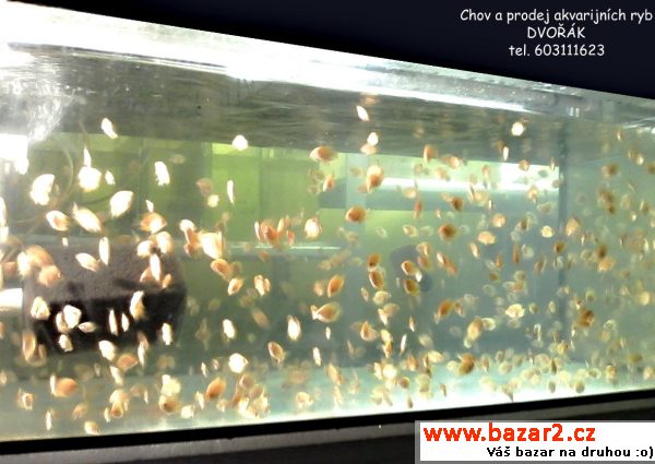 Prodám Heros severum red Spotted