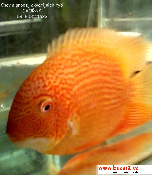 Prodám Heros severum red Spotted