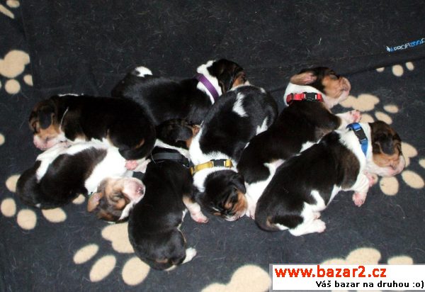 Prodám štěňata Basset Hound