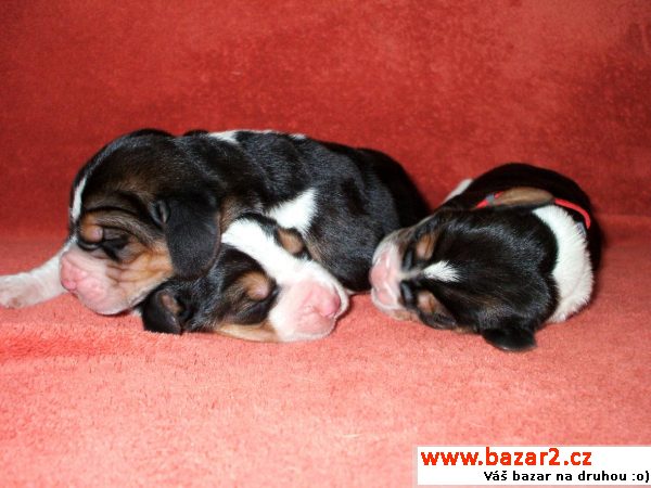 Prodám štěňata Basset Hound