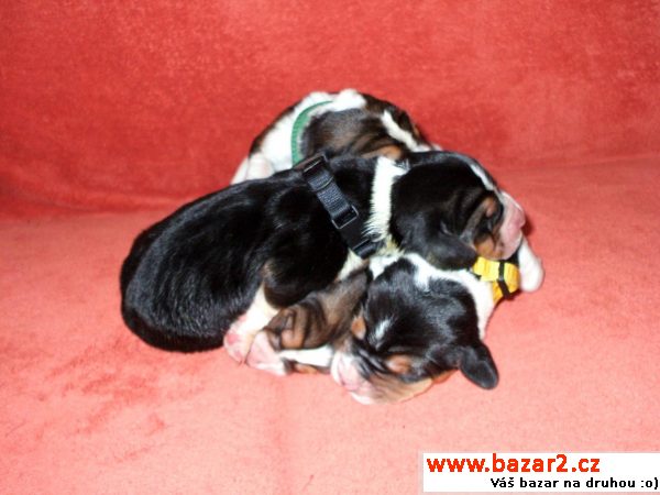 Prodám štěňata Basset Hound