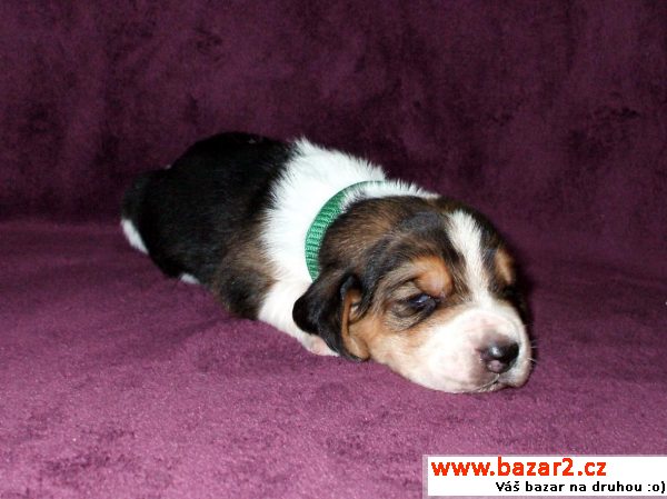 Prodám štěňata Basset Hound