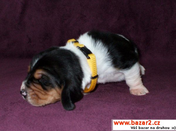 Prodám štěňata Basset Hound