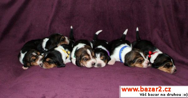 Prodám štěňata Basset Hound
