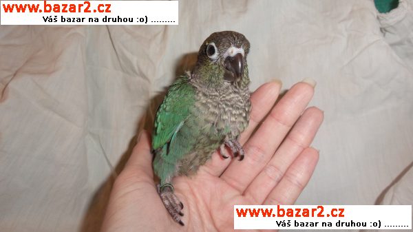 náhled