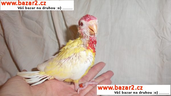 Ručně dokrmení papoušci