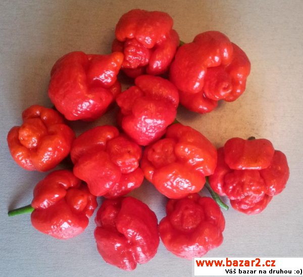sazenice - Trinidad Scorpion Moruga