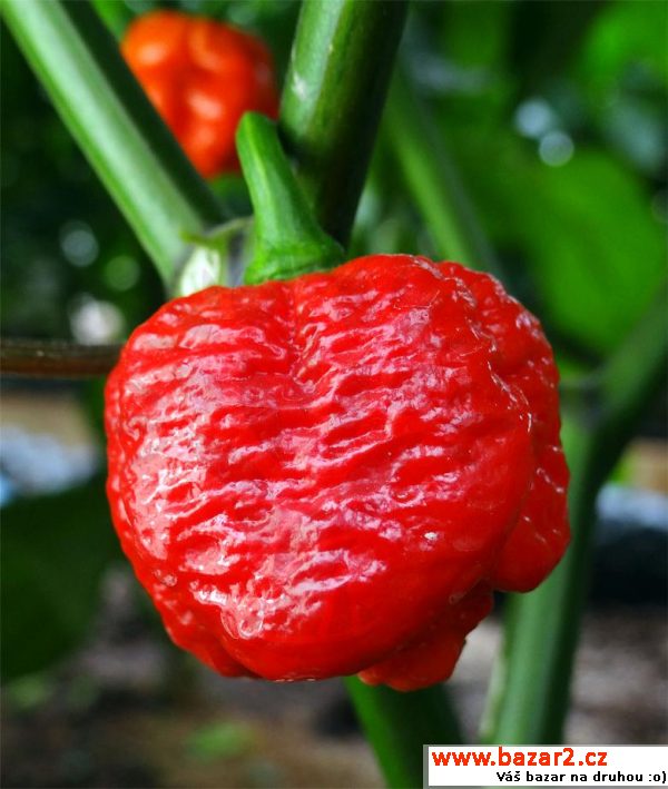 sazenice - Trinidad Scorpion Moruga