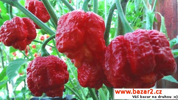 sazenice - Trinidad Scorpion Moruga