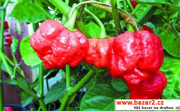 sazenice - Trinidad Scorpion Moruga