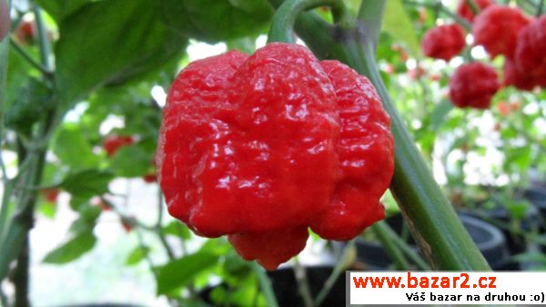 sazenice - Trinidad Scorpion Moruga