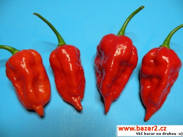 Sazenice chilli - Dorset Naga