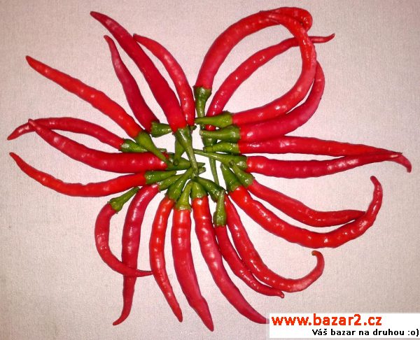 Sazenice chilli - Naga Jolokia PC1