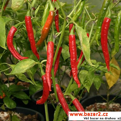 Sazenice chilli - Naga Jolokia PC1