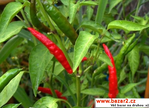 Sazenice chilli - Naga Jolokia PC1