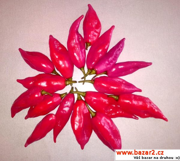 sazenice chilli - Habanero Paper L.