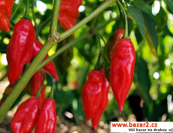 sazenice chilli - Habanero Paper L.