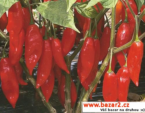 sazenice chilli - Habanero Paper L.