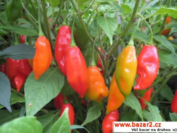 sazenice chilli - Habanero Paper L.