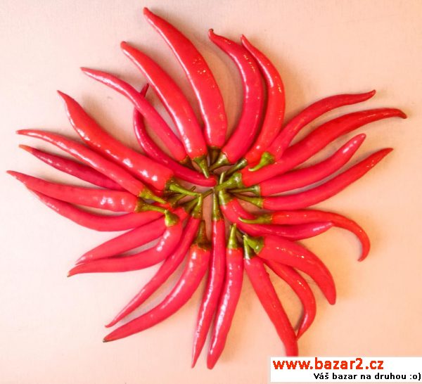 sazenice chilli - Long Slim Cayenne