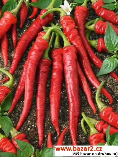 sazenice chilli - Long Slim Cayenne