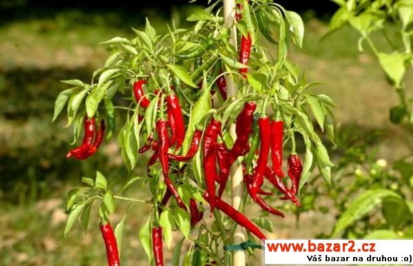 sazenice chilli - Long Slim Cayenne