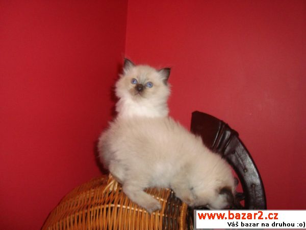 Koťátka Ragdoll