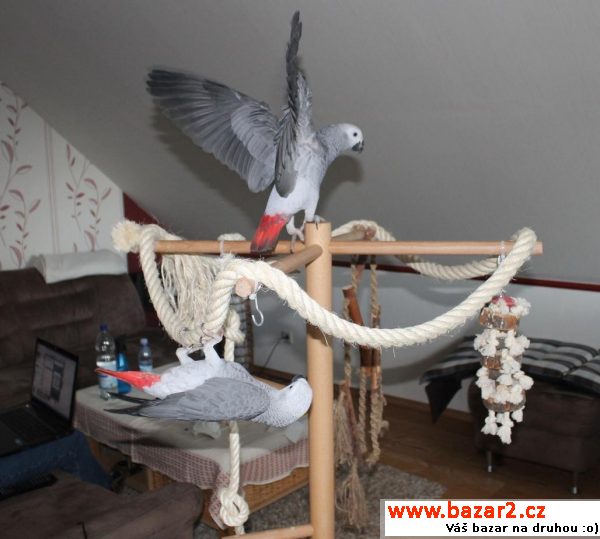 Ruční Tame Africký šedý papoušek ml