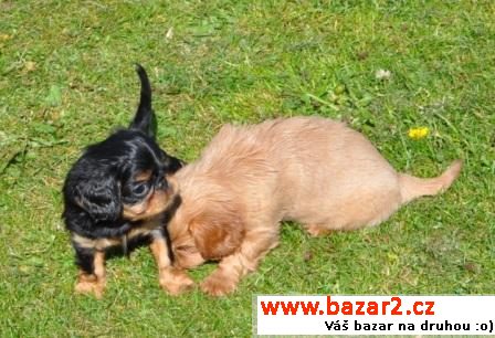 King Charles spaniel s PP