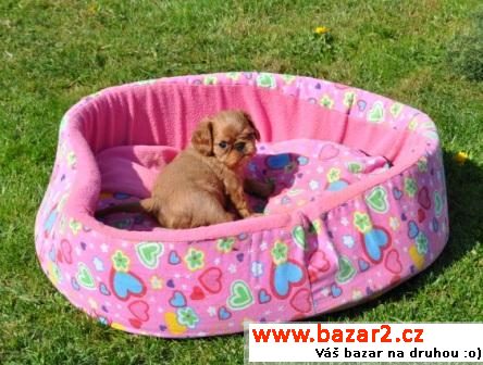 King Charles spaniel s PP